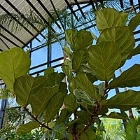 Ficus lyrata (Fiddle Leaf Fig) - 17" Pot Std