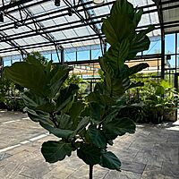 Ficus lyrata (Fiddle Leaf Fig) - 17" Pot Std