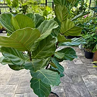 Ficus lyrata (Fiddle Leaf Fig) - 17" Pot Std