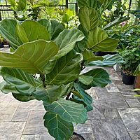 Ficus lyrata (Fiddle Leaf Fig) - 17" Pot Std