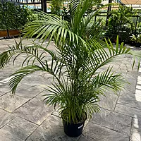 Bamboo Palm (Chamaedorea seifrizii) - 17" Pot