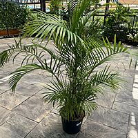 Bamboo Palm (Chamaedorea seifrizii) - 17" Pot