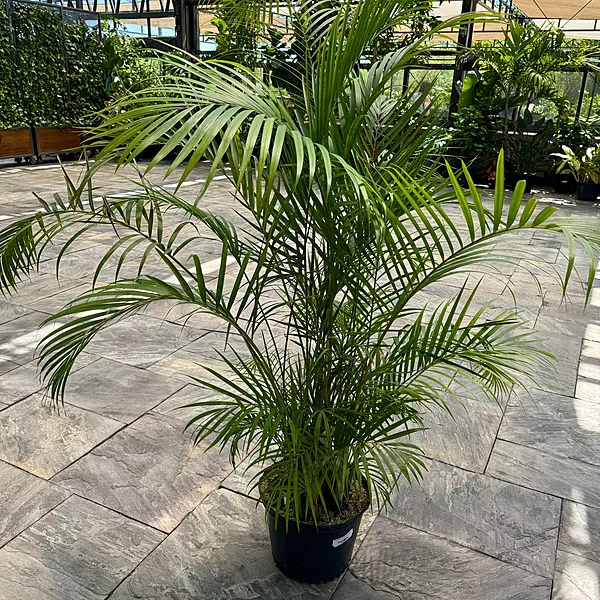 Bamboo Palm (Chamaedorea seifrizii) - 17" Pot