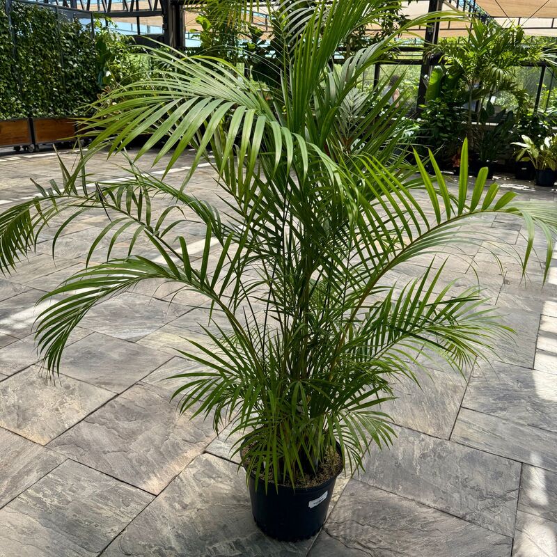 Bamboo Palm (Chamaedorea seifrizii) - 17" Pot