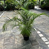 Bamboo Palm (Chamaedorea seifrizii) - 17" Pot