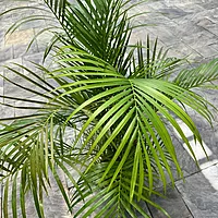 Bamboo Palm (Chamaedorea seifrizii) - 17" Pot