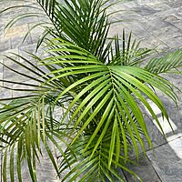 Bamboo Palm (Chamaedorea seifrizii) - 17" Pot