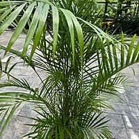 Bamboo Palm (Chamaedorea seifrizii) - 17" Pot