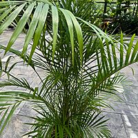 Bamboo Palm (Chamaedorea seifrizii) - 17" Pot