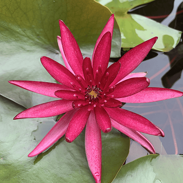 Hardy Water Lily Red 'Hidden Violet' (Nymphaea 'Hidden Violet') - 8" Pot
