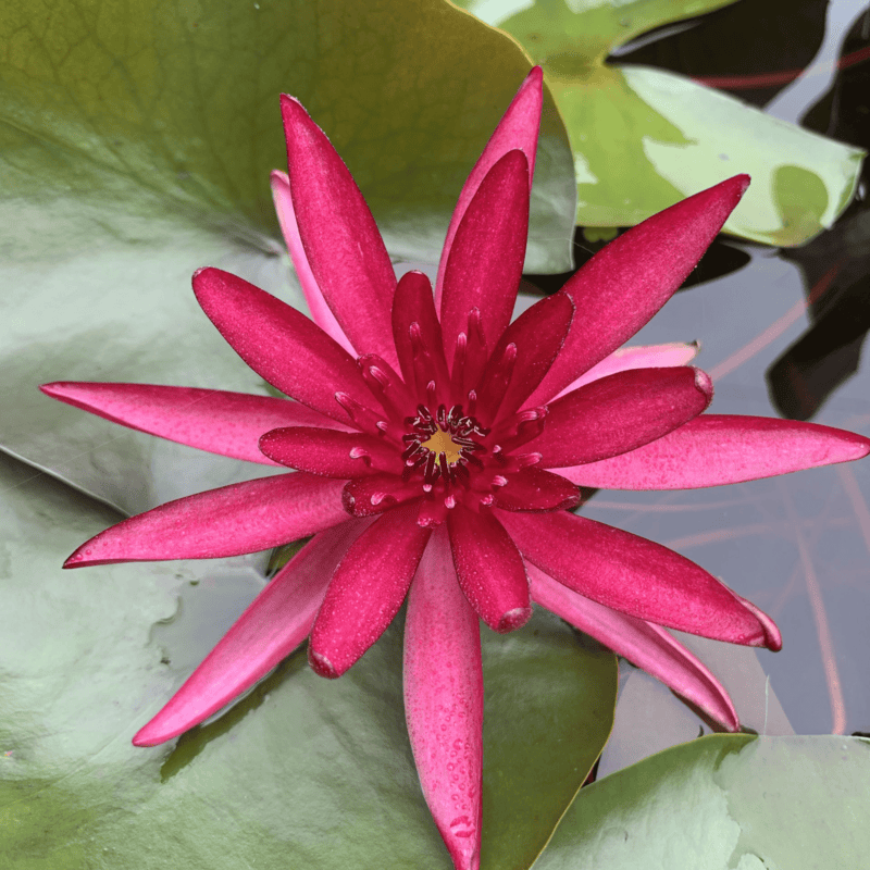 Hardy Water Lily Red 'Hidden Violet' (Nymphaea 'Hidden Violet') - 8" Pot