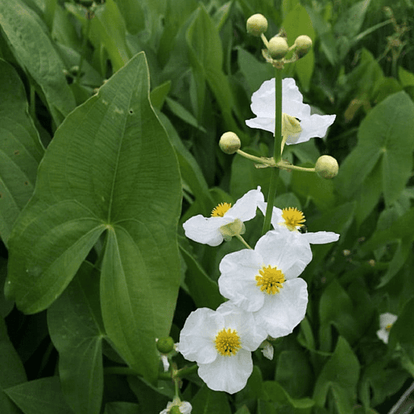 Arrowhead (Sagittaria latifolia) - 5.5" Pot