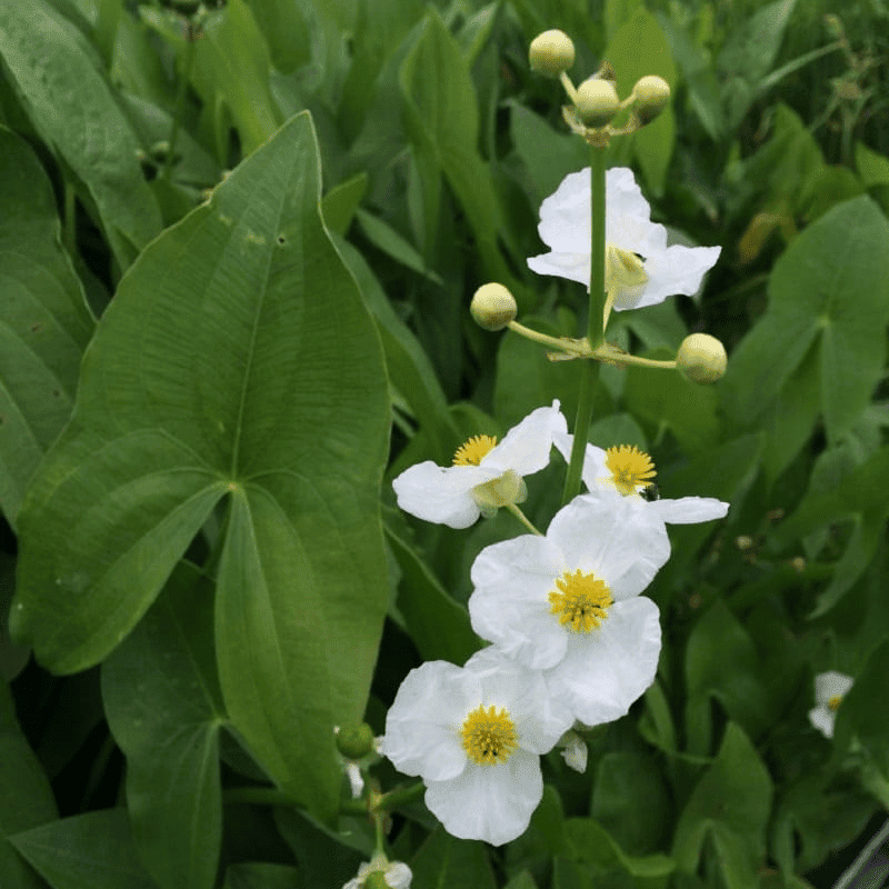 Arrowhead (Sagittaria latifolia) - 5.5" Pot