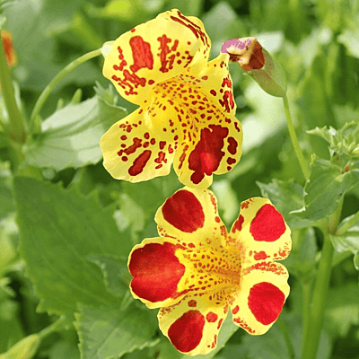 Yellow Monkey Flower (Mimulus luteus) - 5.5" Pot
