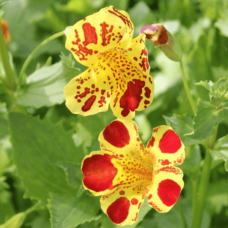 Yellow Monkey Flower (Mimulus luteus) - 5.5" Pot