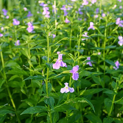 Blue Monkey Flower (Mimulus ringens) - 5.5" Pot
