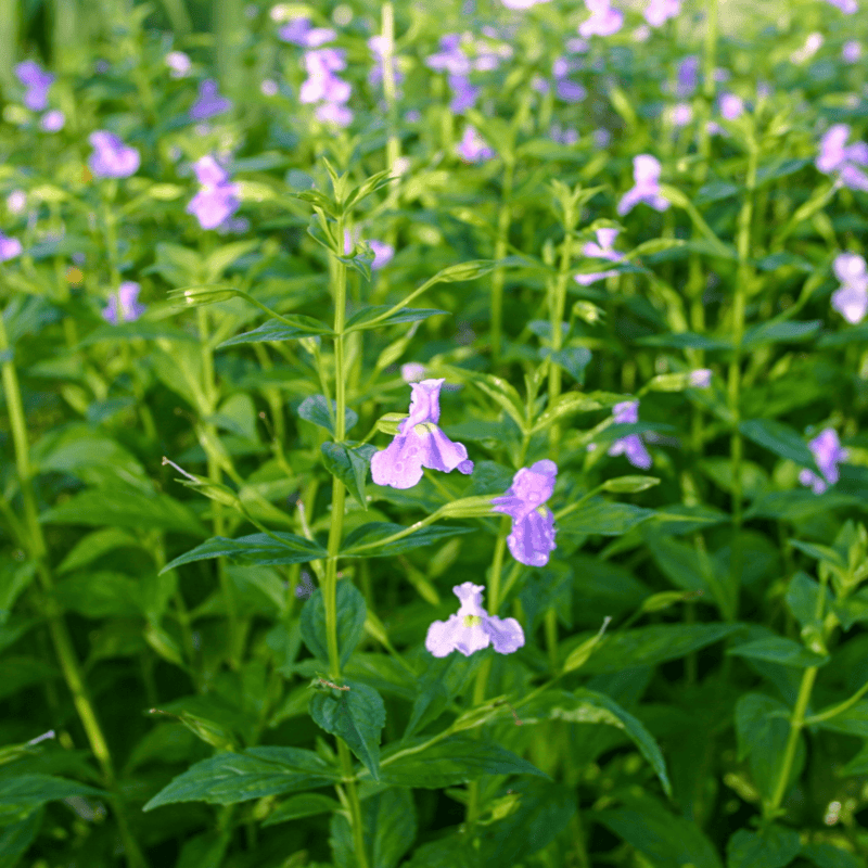 Blue Monkey Flower (Mimulus ringens) - 5.5" Pot