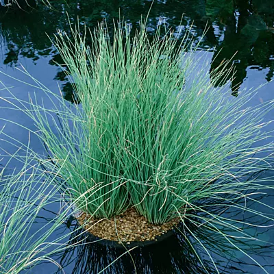 Blue Rush (Juncus glaucus) - 5.5" Pot