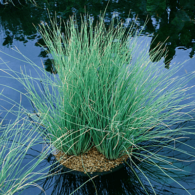 Blue Rush (Juncus glaucus) - 5.5" Pot