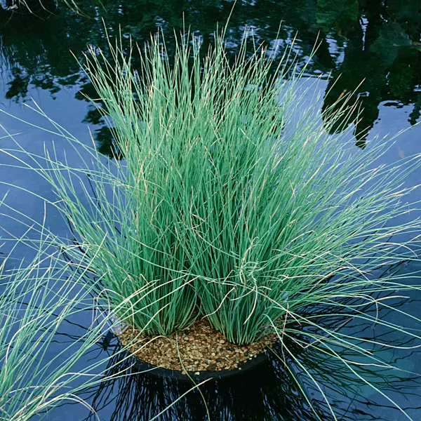 Blue Rush (Juncus glaucus) - 5.5" Pot