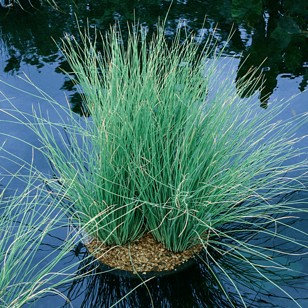 Blue Rush (Juncus glaucus) - 5.5" Pot