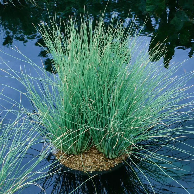 Blue Rush (Juncus glaucus) - 5.5" Pot