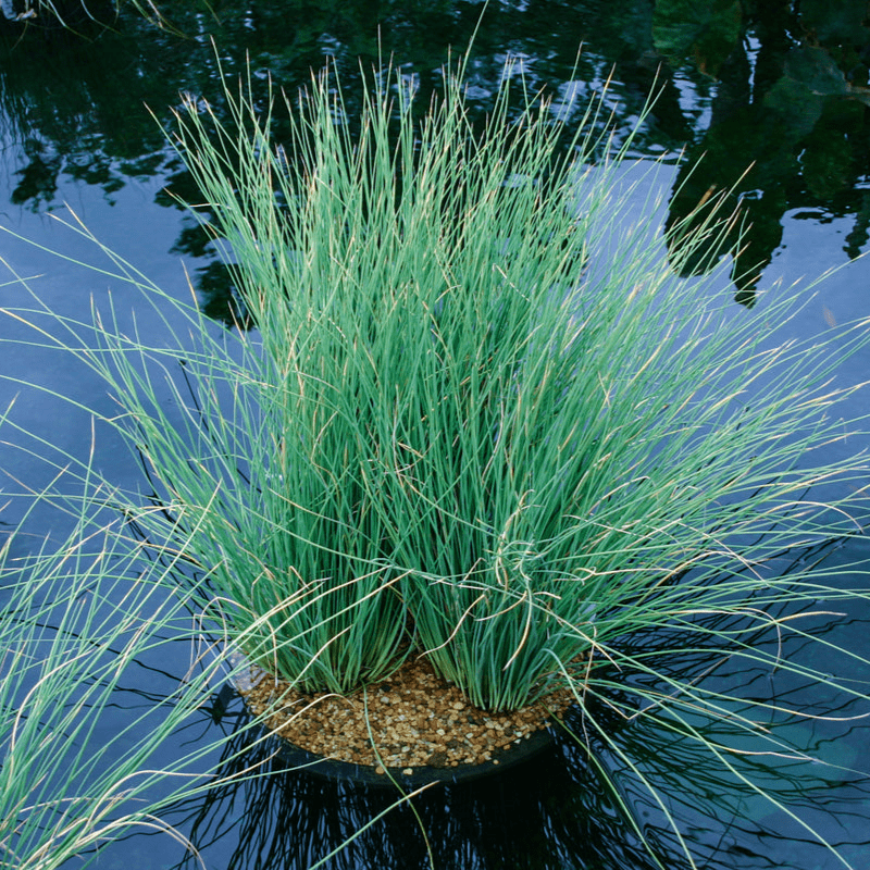 Blue Rush (Juncus glaucus) - 5.5" Pot