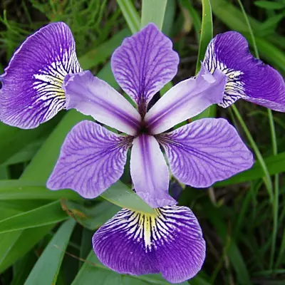 Blue Water Iris (Iris versicolor) - 5.5" Pot