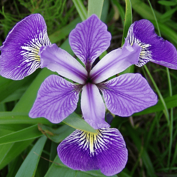 Blue Water Iris (Iris versicolor) - 5.5" Pot