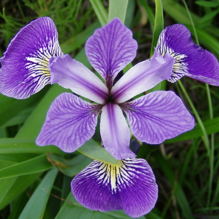 Blue Water Iris (Iris versicolor) - 5.5" Pot