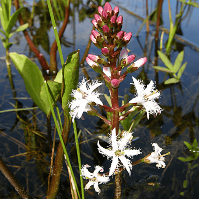 Bogbean (Menyanthes trifoliata) - 5.5" Pot