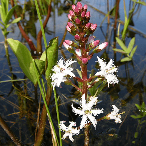Bogbean (Menyanthes trifoliata) - 5.5" Pot