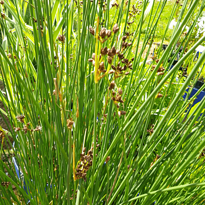 Bulrush (Scirpus lacustris) - 5.5" Pot
