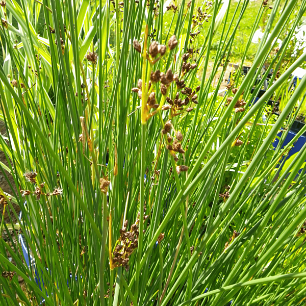 Bulrush (Scirpus lacustris) - 5.5" Pot
