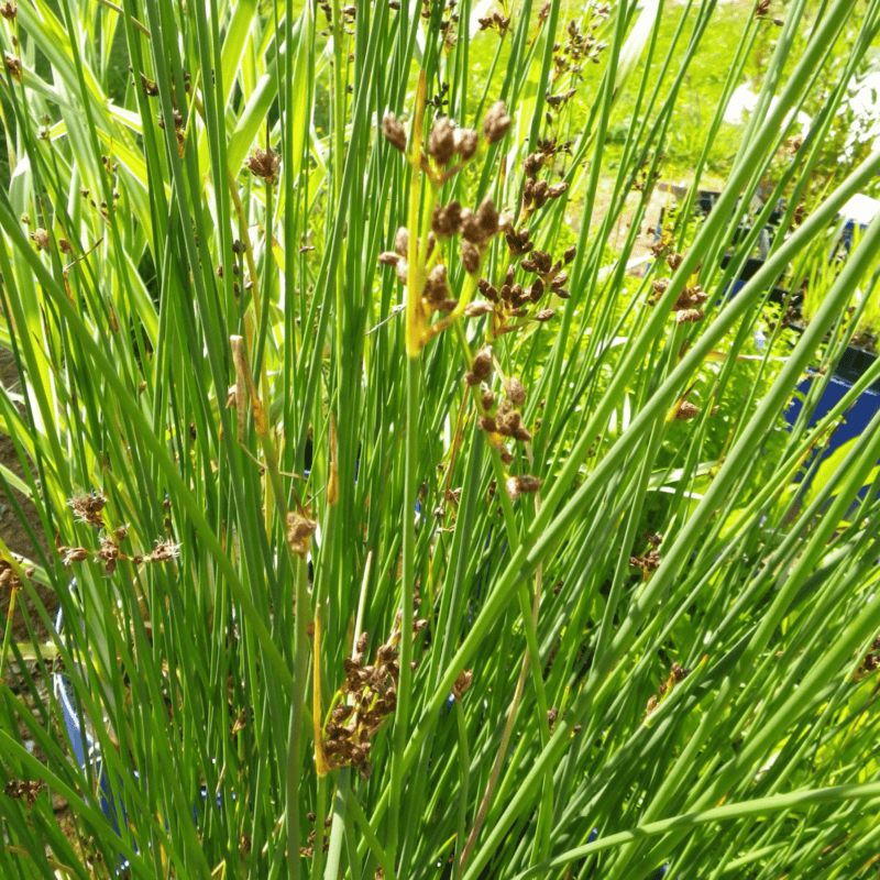 Bulrush (Scirpus lacustris) - 5.5" Pot