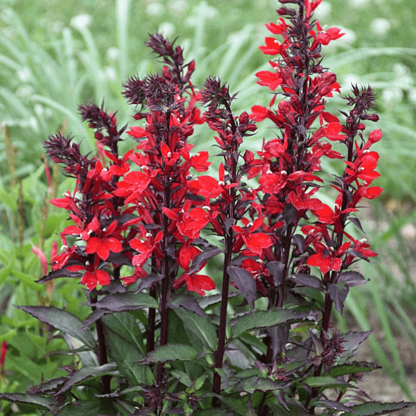 Cardinal Flower (Lobelia cardinalis) - 5.5" Pot
