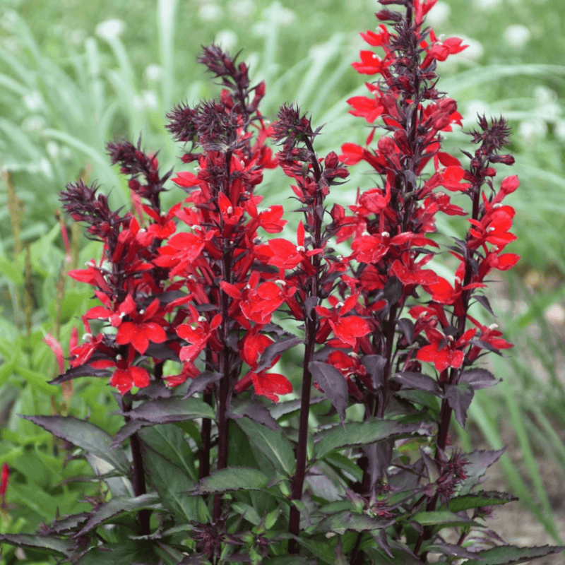 Cardinal Flower (Lobelia cardinalis) - 5.5" Pot