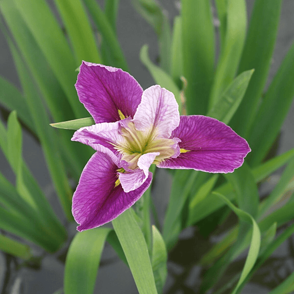 Colorific Iris (Iris louisiana) - 5.5" Pot