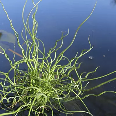 Corkscrew Rush (Juncus effusus 'Spiralis') - 5.5" Pot