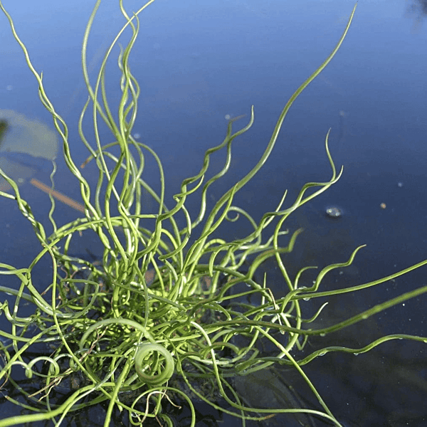 Corkscrew Rush (Juncus effusus 'Spiralis') - 5.5" Pot