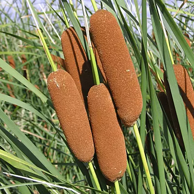 Dwarf Cattail (Typha laxmanni) - 5.5" Pot