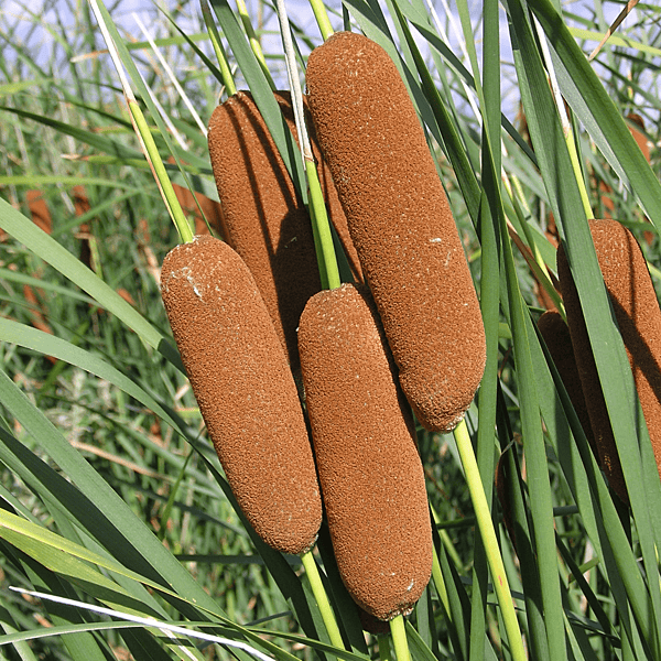 Dwarf Cattail (Typha laxmanni) - 5.5" Pot