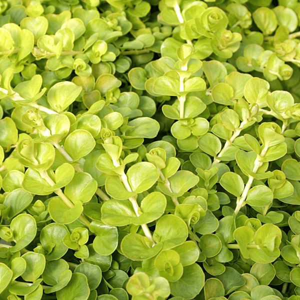Golden Creeping Jenny (Lysimachia nummularia 'Aurea') - 5.5" Pot