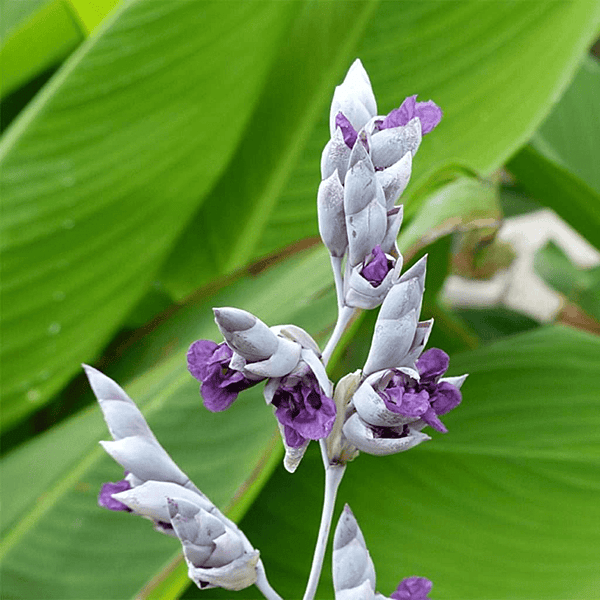 Hardy Water Thalia (Thalia dealbata) - 5.5" Pot