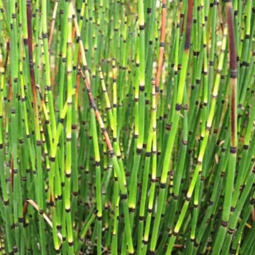 Horsetail (Equisetum hyemale) - 5.5" Pot