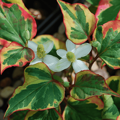 Houttuynia 'Chameleon' (Houttuynia cordata variegata) - 5.5" Pot
