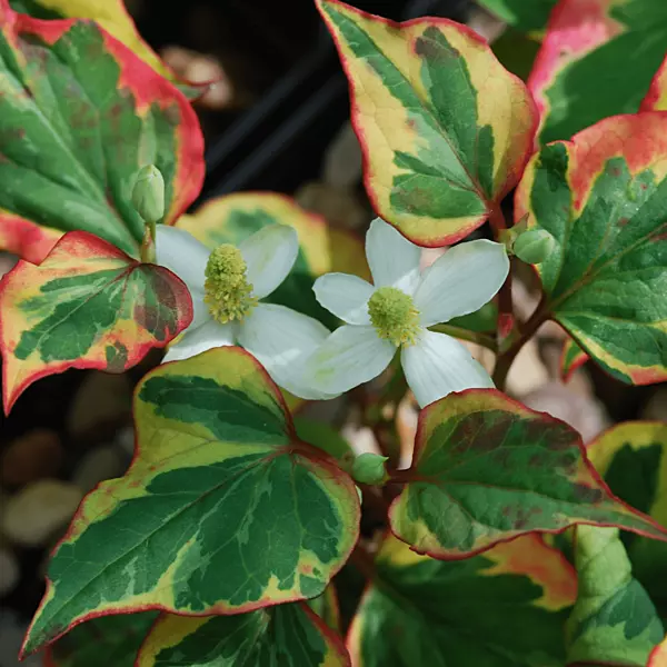 Houttuynia 'Chameleon' (Houttuynia cordata variegata) - 5.5" Pot