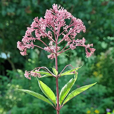Joe-Pye Weed (Eupatorium maculatum) - 5.5" Pot