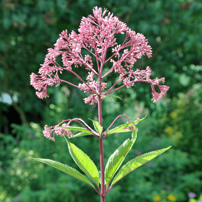 Joe-Pye Weed (Eupatorium maculatum) - 5.5" Pot