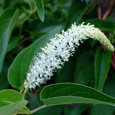 Lizard's Tail (Saururus cernuus) - 5.5" Pot